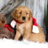 Image of Spike, a Golden Retriever puppy