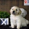 Image of Tommy, a Golden Retriever puppy