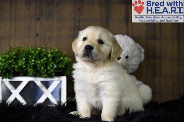 Image of Tommy, a Golden Retriever puppy