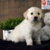 Image of Tommy, a Golden Retriever puppy