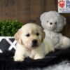 Image of Tommy, a Golden Retriever puppy