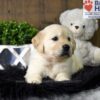 Image of Tommy, a Golden Retriever puppy