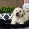 Image of Tommy, a Golden Retriever puppy