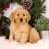 Image of Ulyssa, a Golden Retriever puppy