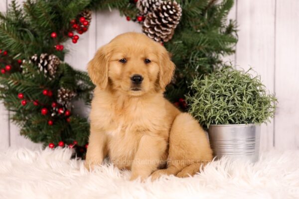 Image of Ulyssa, a Golden Retriever puppy