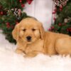 Image of Ulyssa, a Golden Retriever puppy