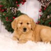 Image of Ulyssa, a Golden Retriever puppy