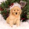 Image of Ulyssa, a Golden Retriever puppy