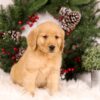 Image of Ulyssa, a Golden Retriever puppy