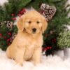 Image of Ulyssa, a Golden Retriever puppy