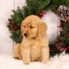 Image of Ulyssa, a Golden Retriever puppy