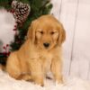 Image of Unity, a Golden Retriever puppy