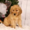 Image of Unity, a Golden Retriever puppy