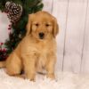 Image of Unity, a Golden Retriever puppy