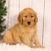 Image of Unity, a Golden Retriever puppy