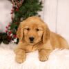 Image of Unity, a Golden Retriever puppy