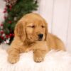 Image of Unity, a Golden Retriever puppy