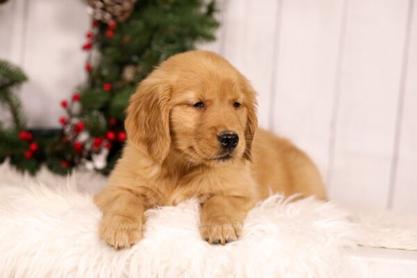 Image of Unity, a Golden Retriever puppy