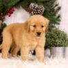 Image of Urbana, a Golden Retriever puppy