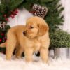 Image of Urbana, a Golden Retriever puppy