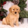 Image of Urbana, a Golden Retriever puppy