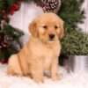 Image of Urbana, a Golden Retriever puppy