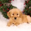 Image of Urbana, a Golden Retriever puppy