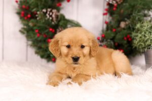 Image of Urbana, a Golden Retriever puppy