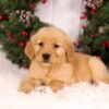 Image of Urbana, a Golden Retriever puppy