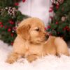 Image of Urbana, a Golden Retriever puppy