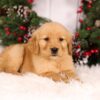 Image of Urbana, a Golden Retriever puppy