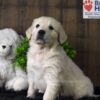 Image of Winnie, a Golden Retriever puppy