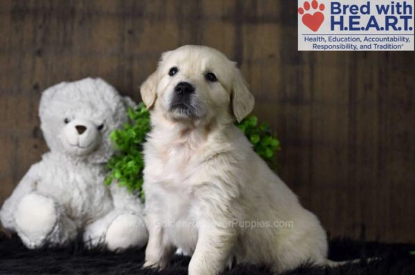 Image of Winnie, a Golden Retriever puppy