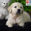 Image of Winnie, a Golden Retriever puppy