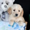 Image of Adelaide, a Golden Retriever puppy