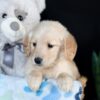 Image of Adelaide, a Golden Retriever puppy