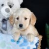 Image of Adelaide, a Golden Retriever puppy