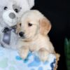 Image of Adelaide, a Golden Retriever puppy