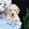 Image of Adelaide, a Golden Retriever puppy