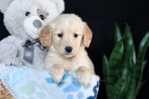 Image of Adelaide, a Golden Retriever puppy