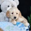 Image of Adelaide, a Golden Retriever puppy