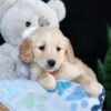 Image of Adelaide, a Golden Retriever puppy