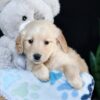 Image of Adelaide, a Golden Retriever puppy