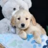 Image of Adelaide, a Golden Retriever puppy