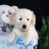 Image of Alex, a Golden Retriever puppy