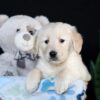 Image of Alex, a Golden Retriever puppy