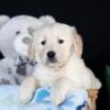 Image of Alex, a Golden Retriever puppy