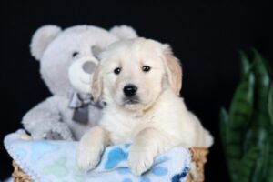 Image of Alex (trained), a Golden Retriever puppy