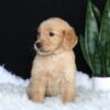 Image of Alice, a Golden Retriever puppy