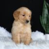 Image of Alice, a Golden Retriever puppy